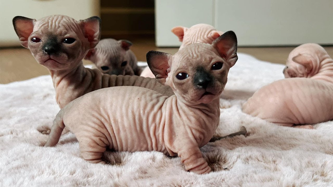 Sphynx Kitten 3